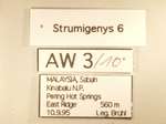 Strumigenys aechme Bolton,2000 Label