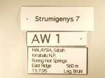 Strumigenys juliae Forel,1905 Label