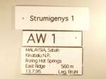 Strumigenys kapryx Bolton,2000 Label