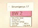 Strumigenys lebratyx Bolton,2000 Label