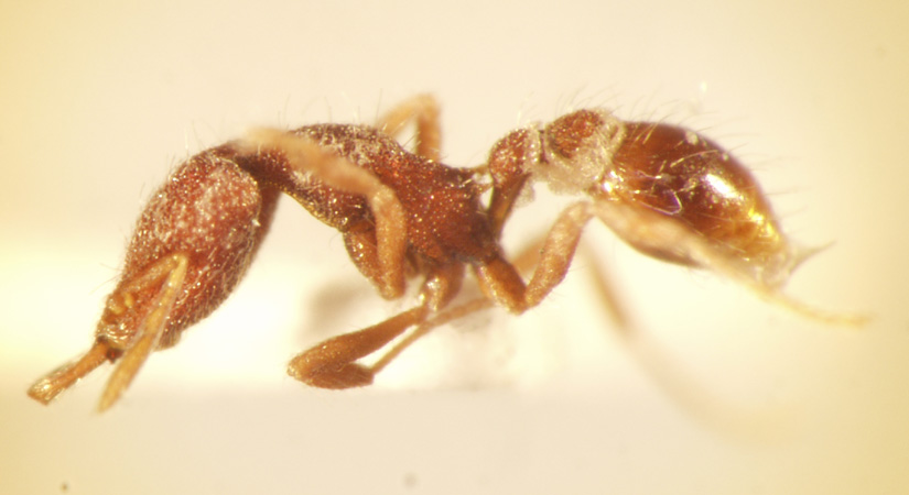 Strumigenys lebratyx Bolton,2000 lateral