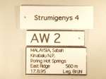 Strumigenys rotogenys Bolton,2000 Label
