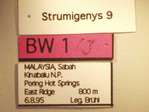 Strumigenys strygax Bolton,2000 Label