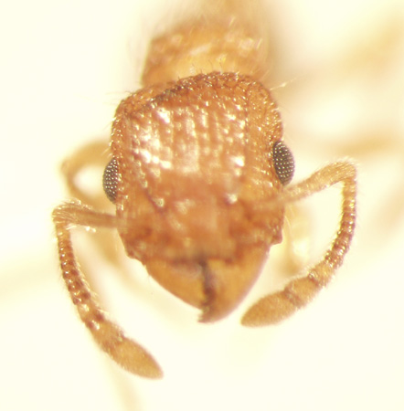 Tetramorium bicarinatum Nylander,1846 frontal