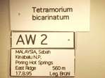 Tetramorium bicarinatum Nylander,1846 Label