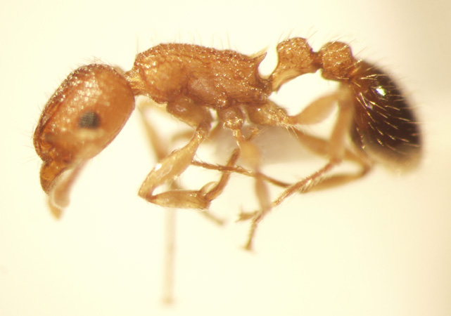 Tetramorium bicarinatum Nylander,1846 lateral