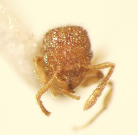 Tetramorium lanuginosum Mayr,1870 frontal