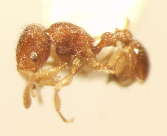 Tetramorium lanuginosum Mayr,1870 lateral