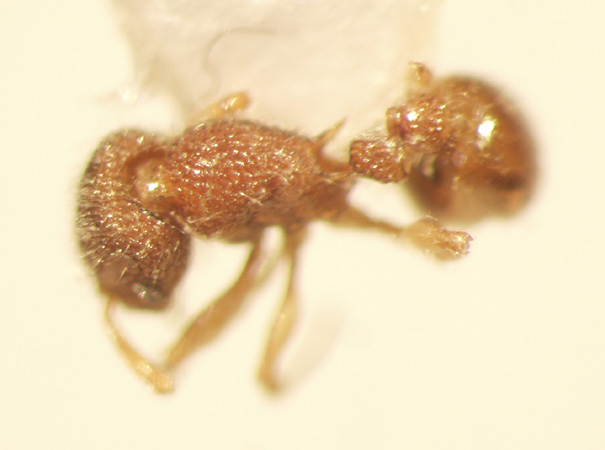 Tetramorium lanuginosum Mayr,1870 dorsal