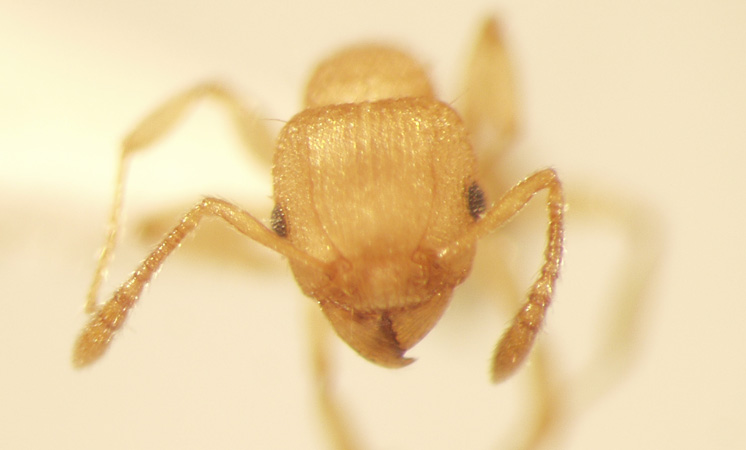 Tetramorium laparum Bolton,1977 frontal