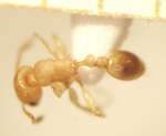 Tetramorium laparum Bolton,1977 dorsal