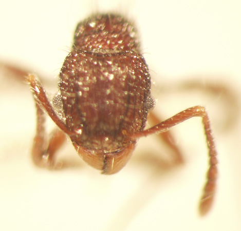 Tetramorium noratum Bolton,1977 frontal