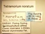 Tetramorium noratum Bolton,1977 Label