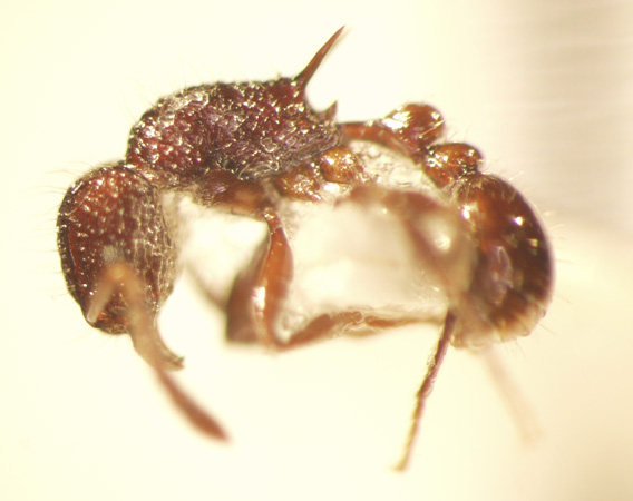 Tetramorium noratum Bolton,1977 lateral