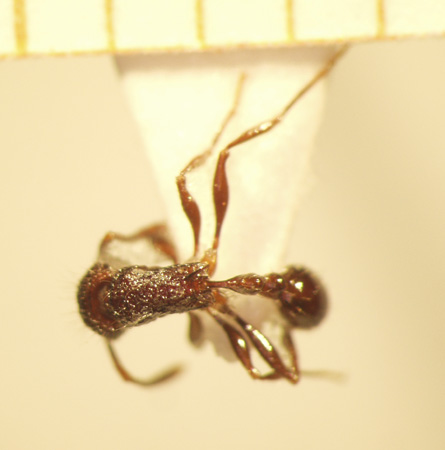 Tetramorium noratum Bolton,1977 dorsal