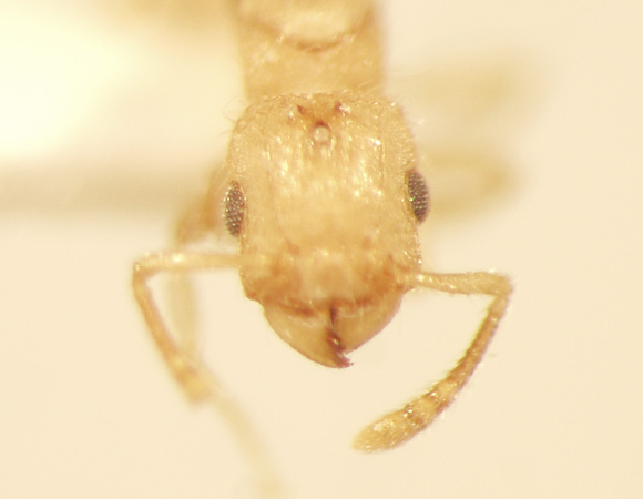 Tetramorium obtusidens Viehmeyer,1916 frontal