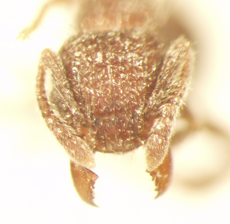 Tetramorium pacificum Mayr,1870 frontal