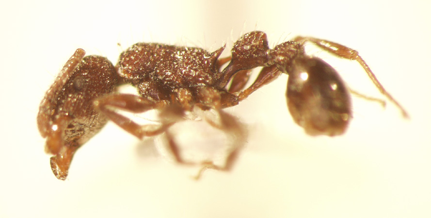 Tetramorium pacificum Mayr,1870 lateral