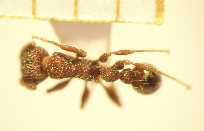 Tetramorium pacificum Mayr,1870 dorsal