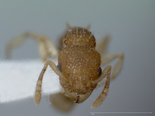 Vombisidris dryas Bolton,1991 frontal