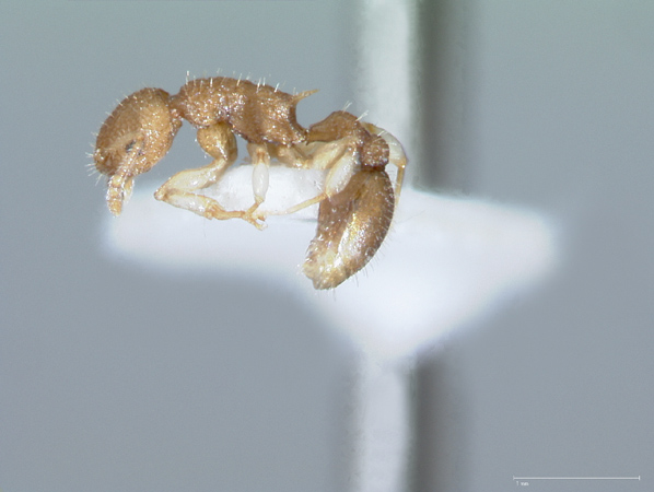 Vombisidris dryas Bolton,1991 lateral