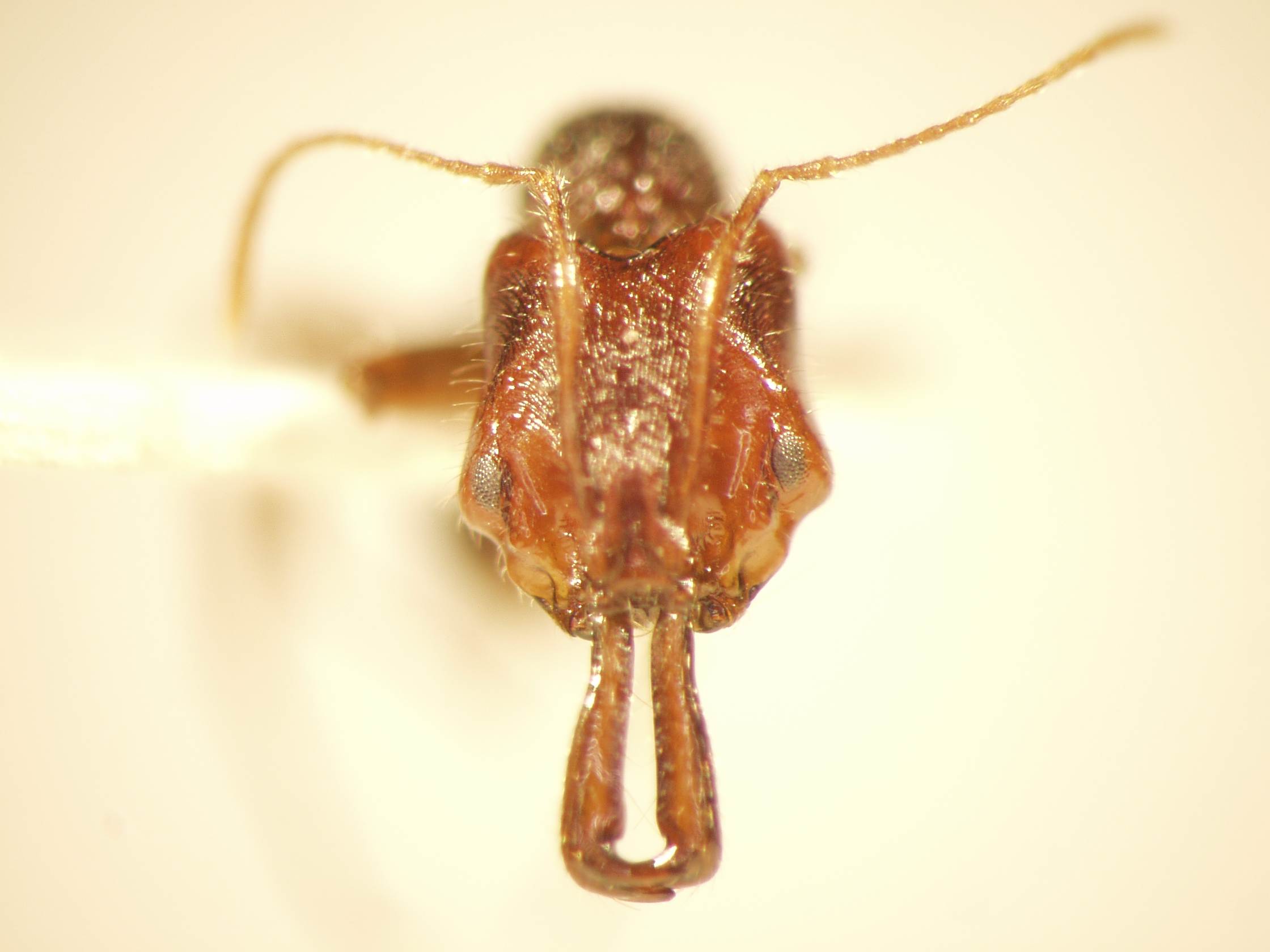 Anochetus 3 frontal