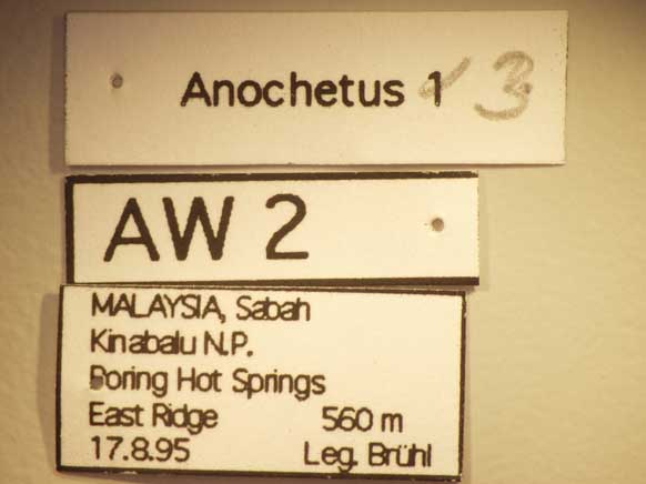 Anochetus 3 Label