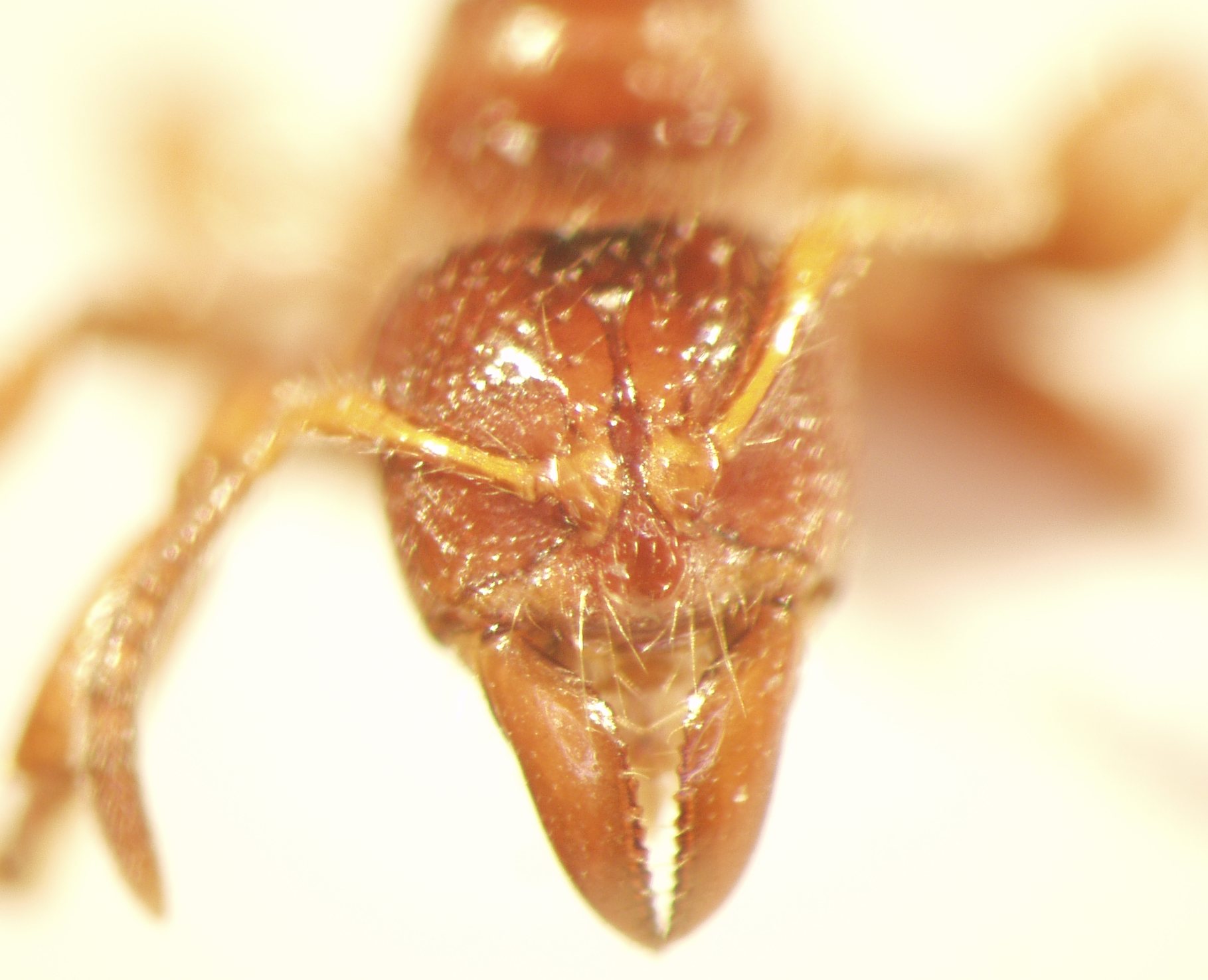 Centromyrmex 1 frontal