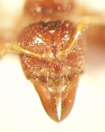 Centromyrmex 1 frontal