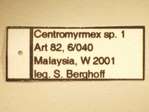 Centromyrmex 1 Label
