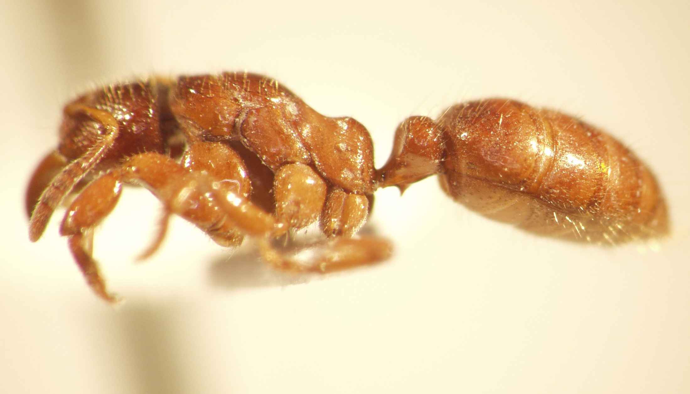 Centromyrmex 1 lateral