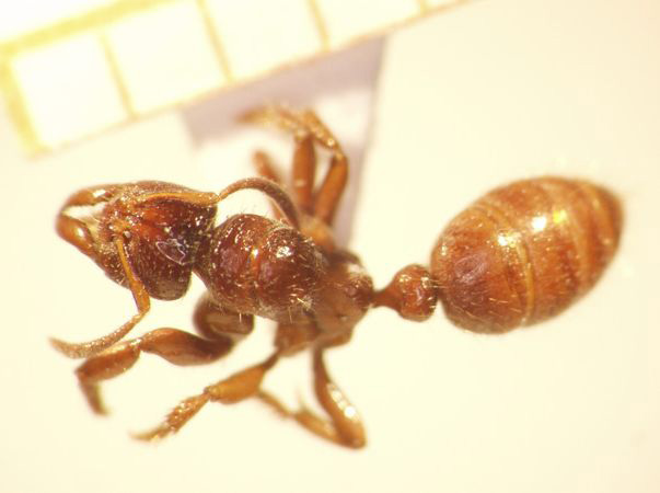 Centromyrmex 1 dorsal