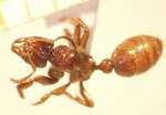 Centromyrmex 1 dorsal