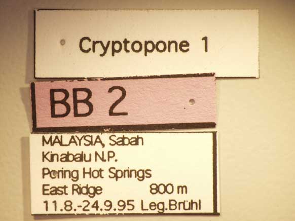 Cryptopone 1 Label