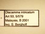 Diacamma intricatum Smith,1857 Label