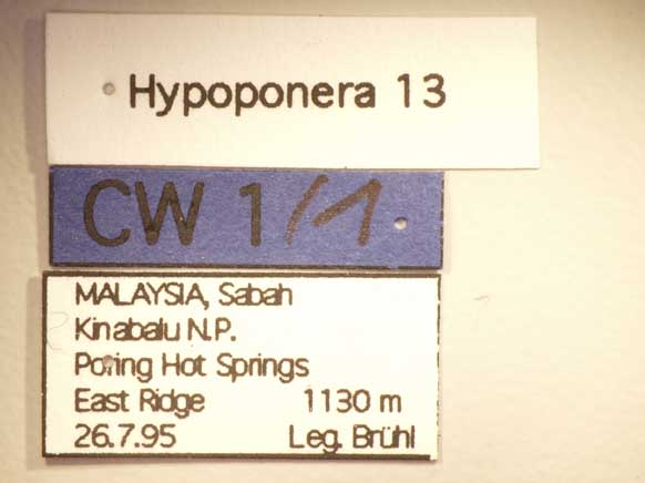 Hypoponera 13 Label