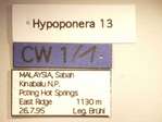 Hypoponera 13 Label