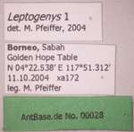 Leptogenys 1 Label