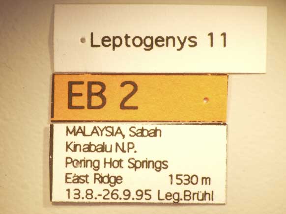 Leptogenys 11 Label