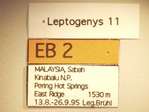 Leptogenys 11 Label