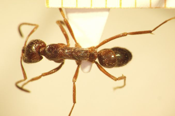 Leptogenys mutabilis Smith,1861 dorsal