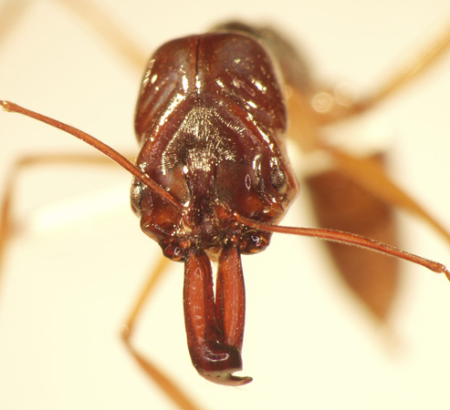 Odontomachus 2 frontal