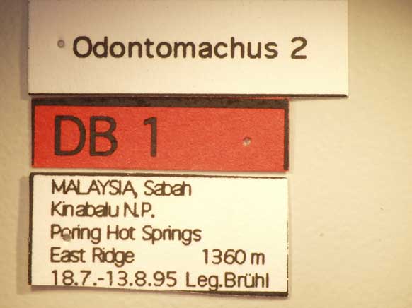 Odontomachus 2 Label