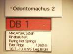 Odontomachus 2 Label