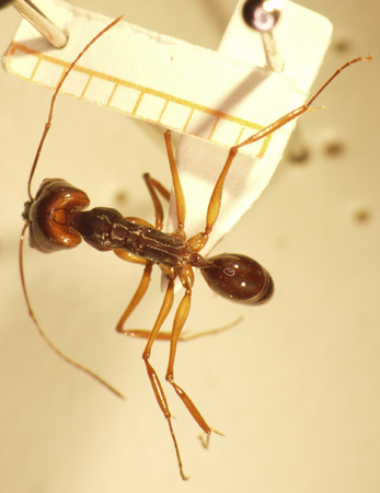 Odontomachus 2 dorsal