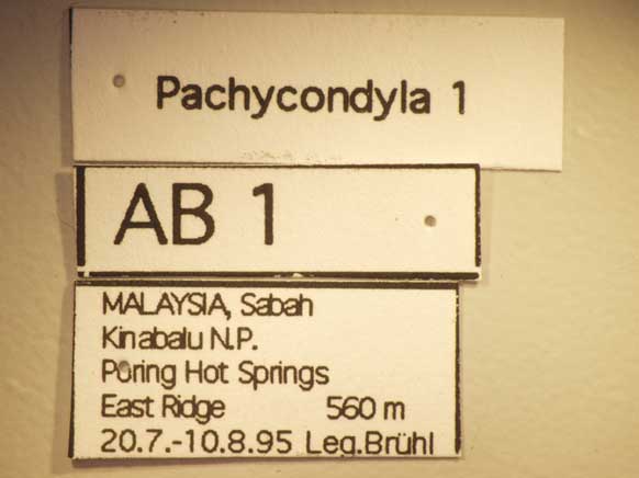 Pachycondyla 1 Label