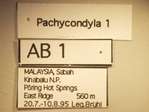 Pachycondyla 1 Label