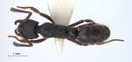 Pachycondyla leeuwenhoeki Forel,1886 dorsal