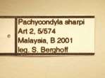 Pachycondyla sharpi Forel,1901 Label