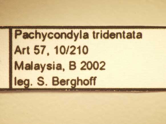 Pachycondyla tridentata Smith,1858 Label